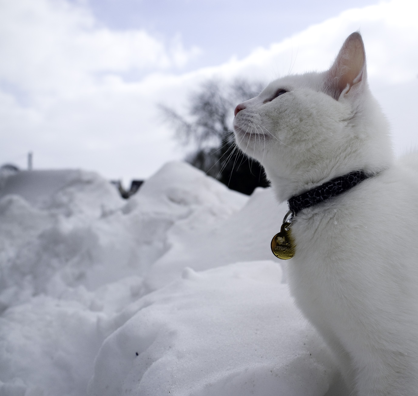 white-cat-in-the-snow.jpg